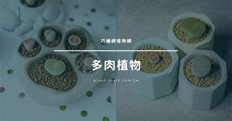 植物盆栽|園藝新手不踩雷，植物盆栽選擇全攻略 